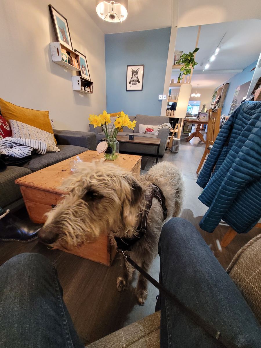 A dog settled in at Dudley & George's